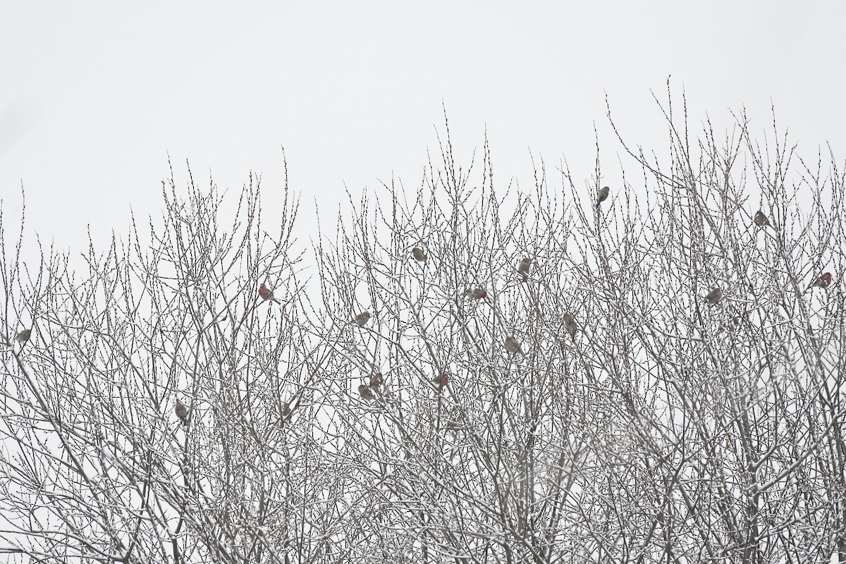 メキシコマシコ - ML646971399