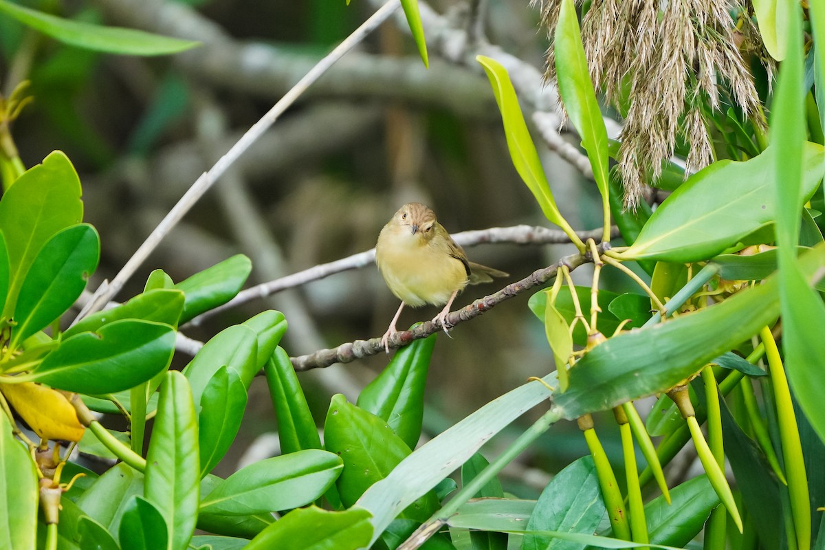 Буроголовая приния - ML646971401