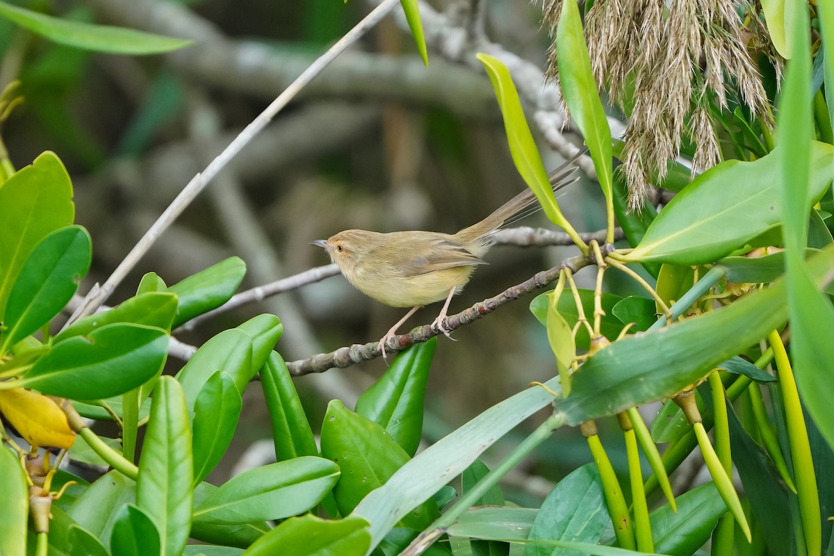 Буроголовая приния - ML646971402