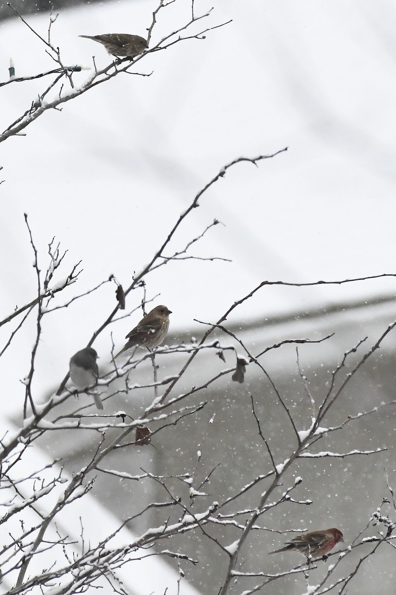 メキシコマシコ - ML646971405