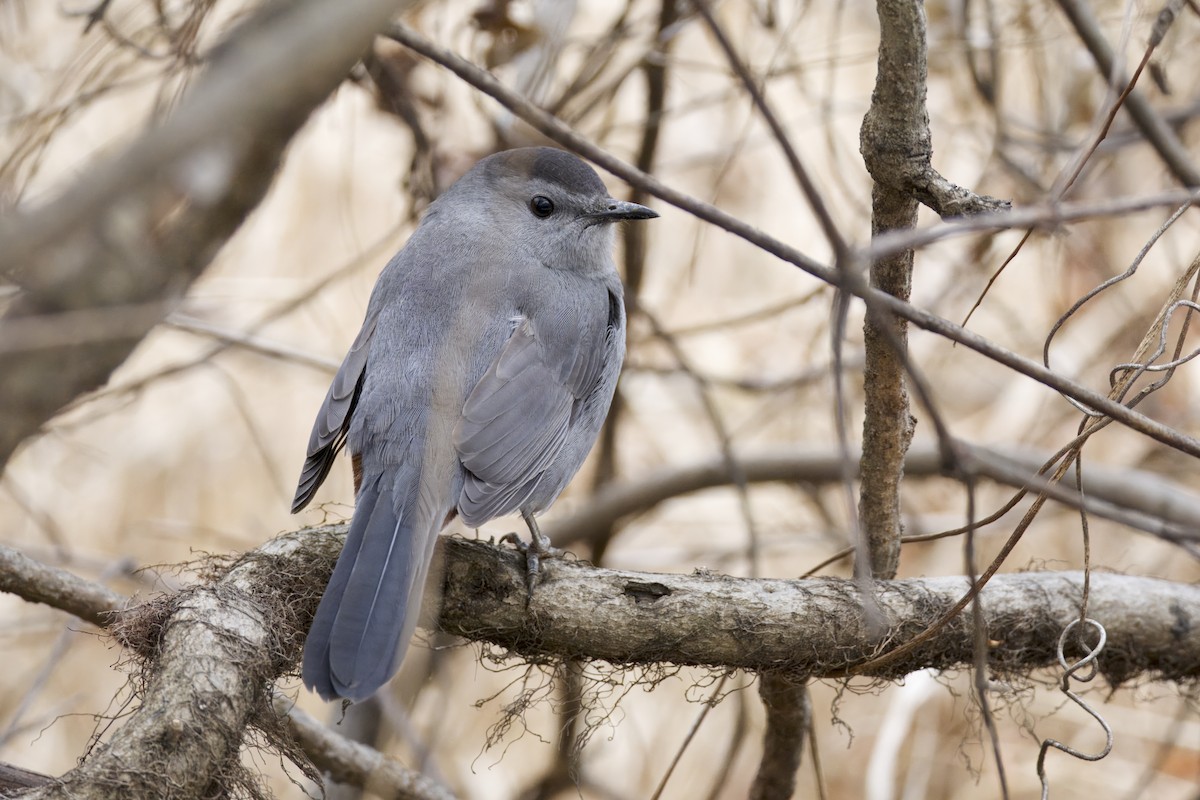 ימימן אמריקני - ML646971408