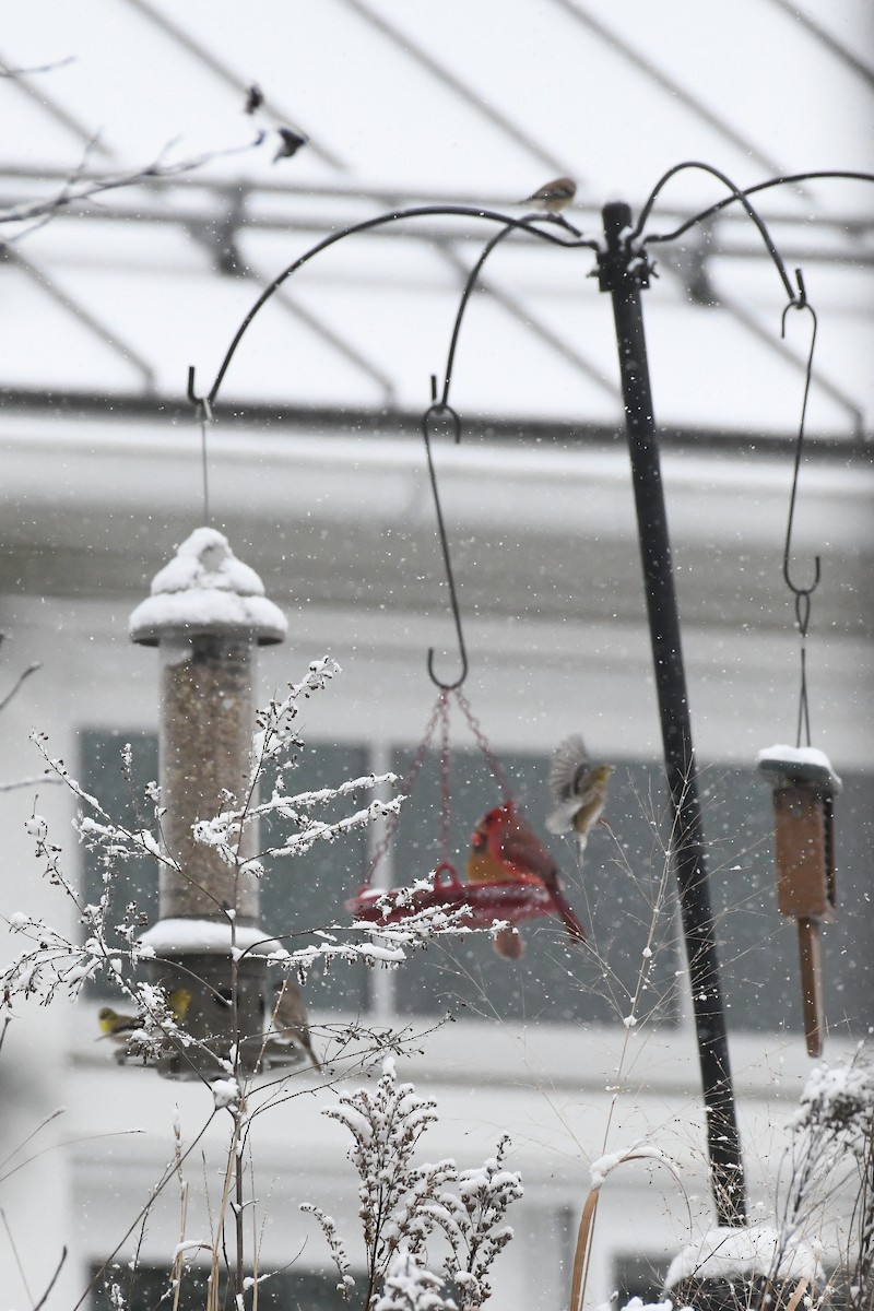 ショウジョウコウカンチョウ - ML646971412