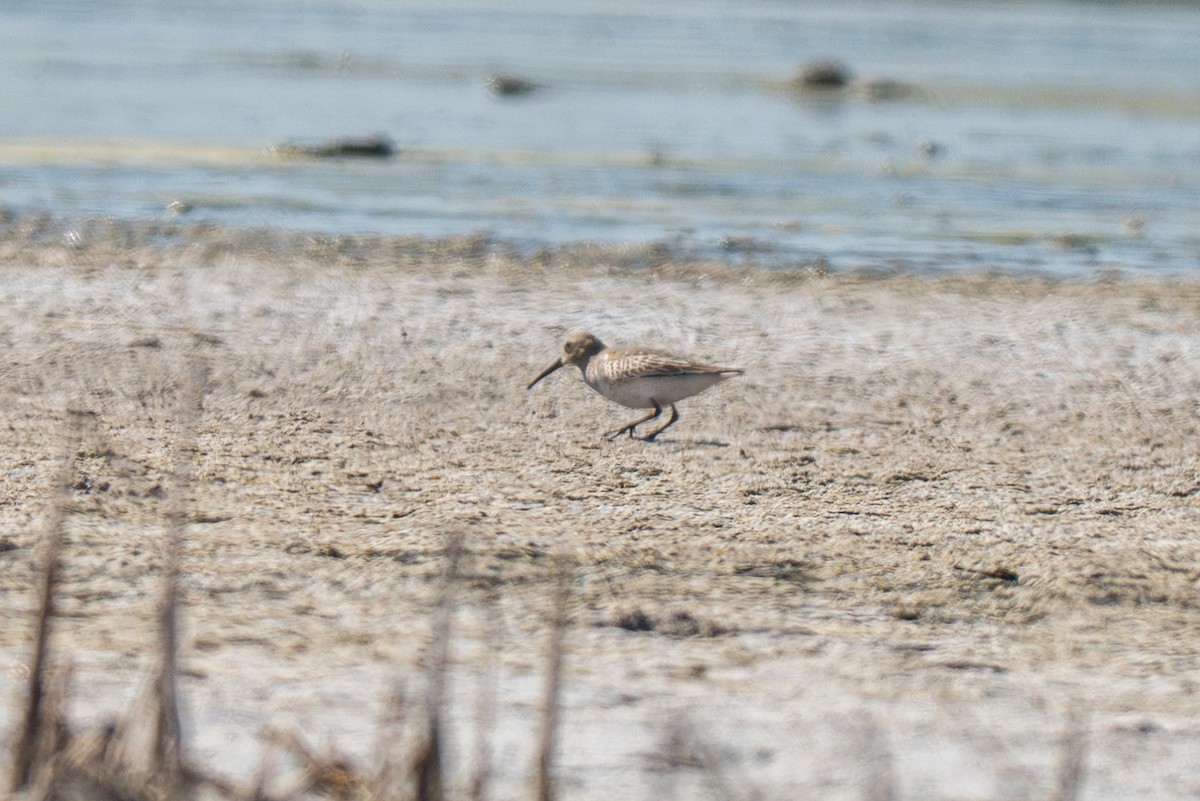 Побережник чорногрудий - ML646971428