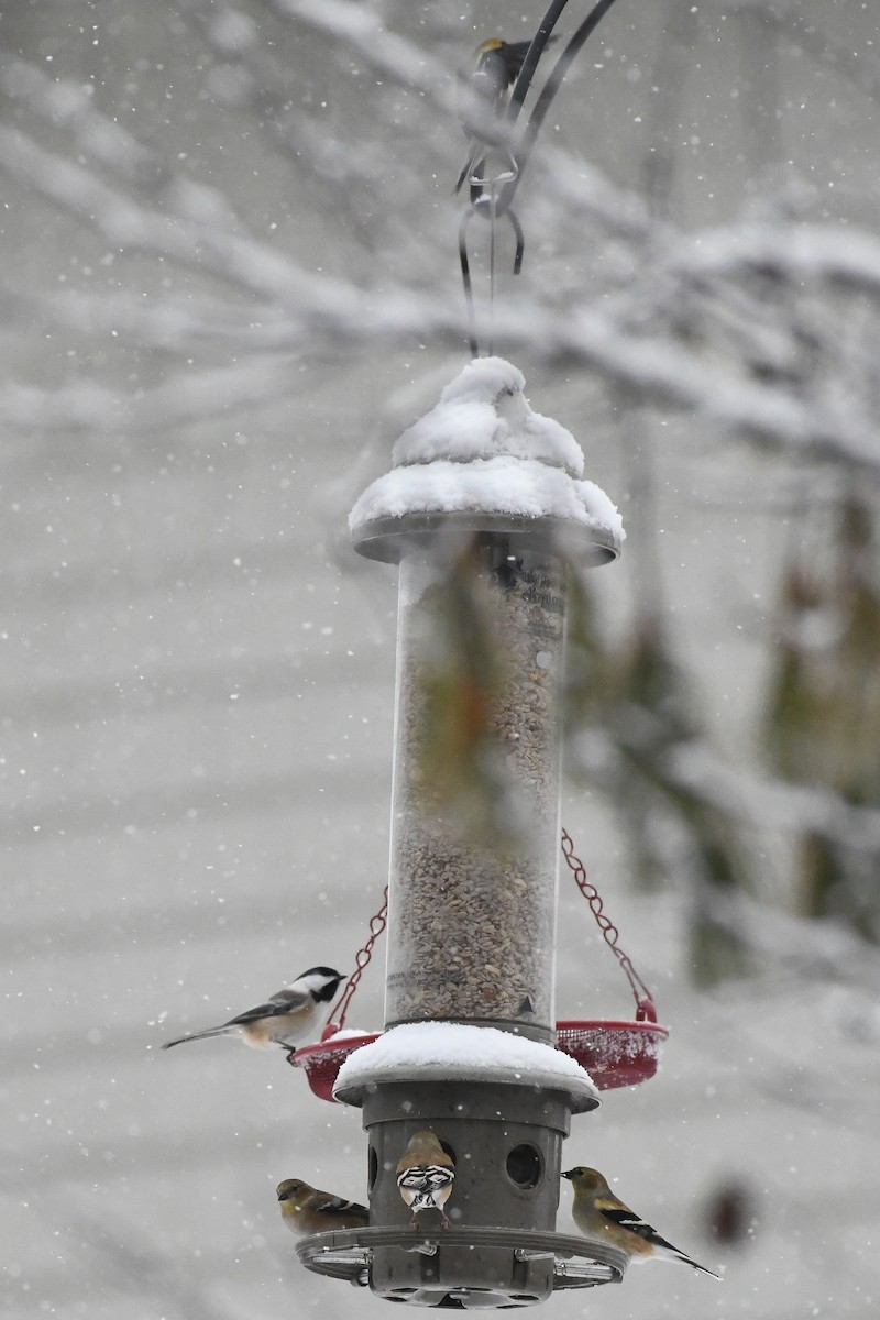 オウゴンヒワ - ML646971429