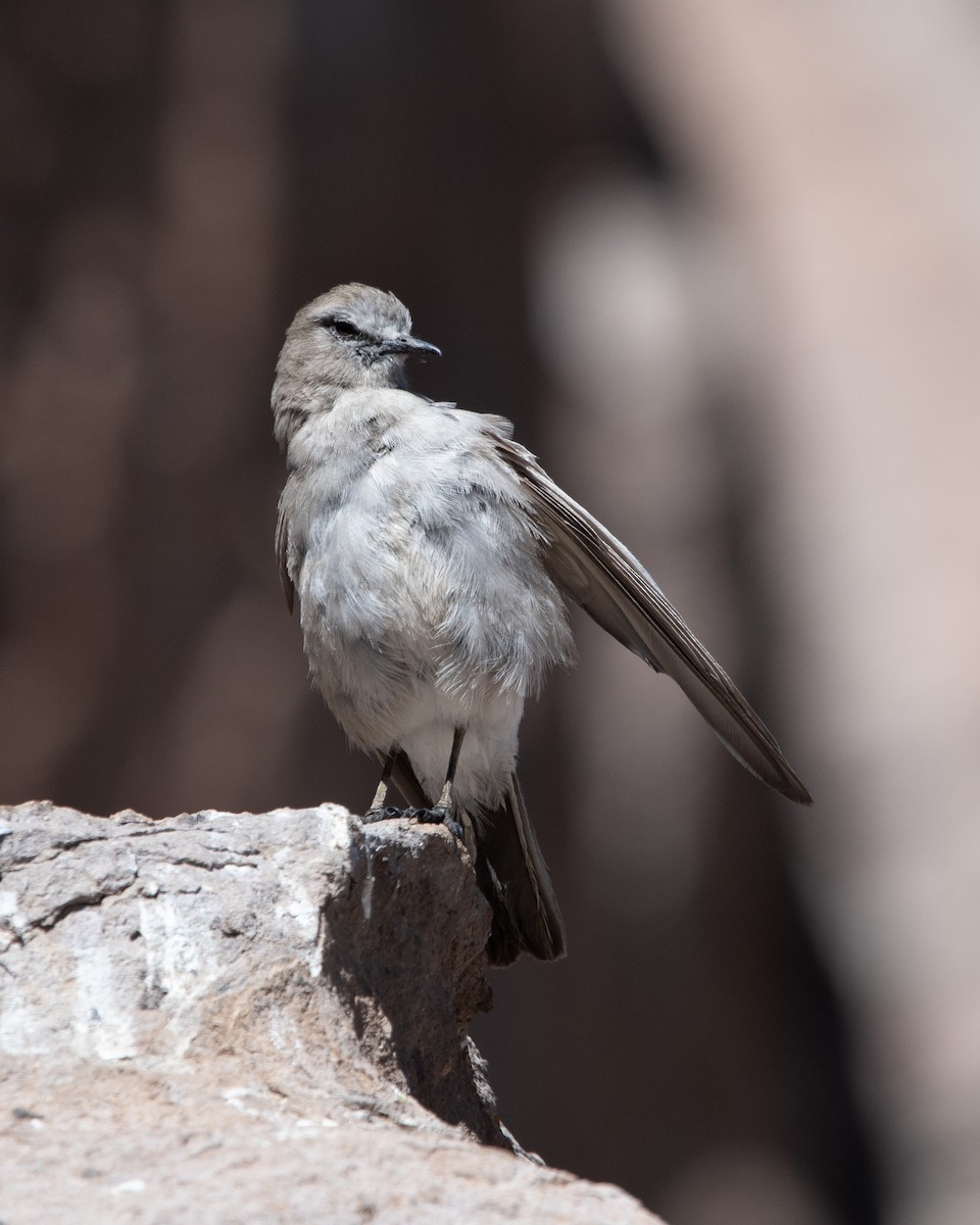 White-fronted Ground-Tyrant - ML646971430