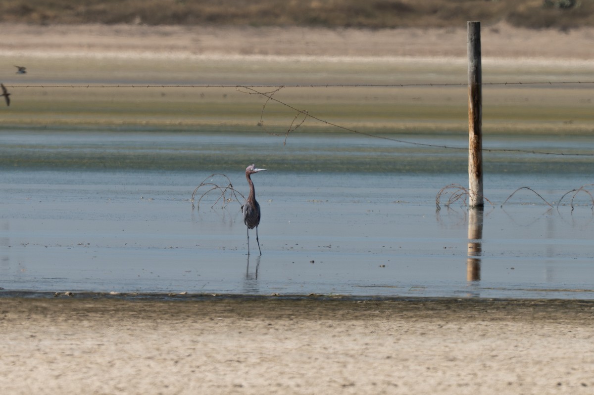 Чепура рудошия - ML646971433