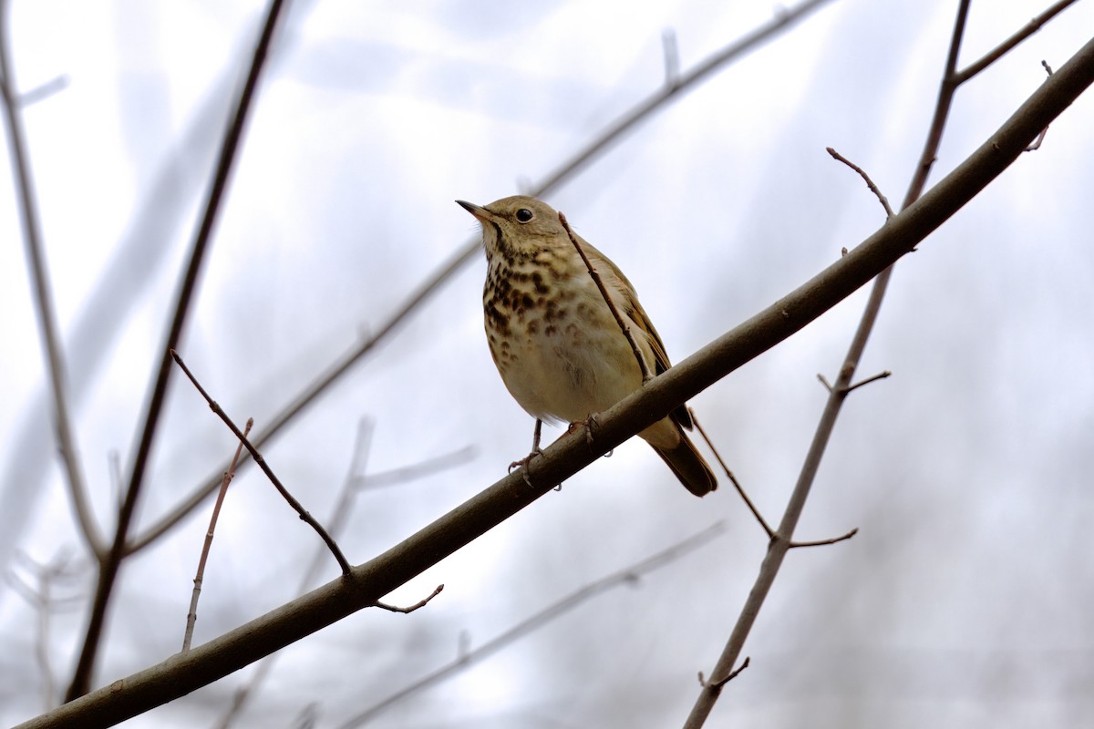 קיכלי חלוד-זנב - ML646971434