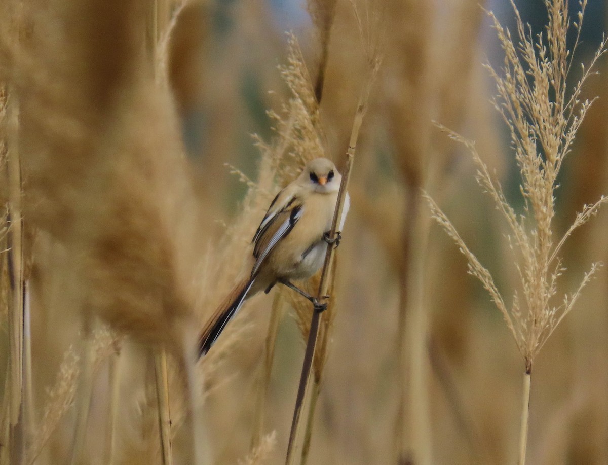 Сахалт хөх бух - ML646971435