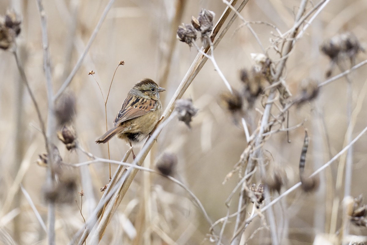 Swamp Sparrow - ML646971441