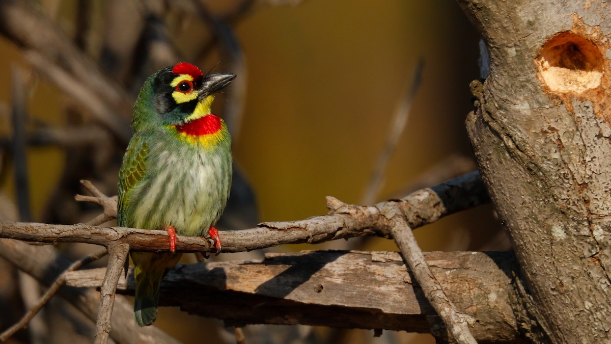 Рыжегузый шама - ML646971442