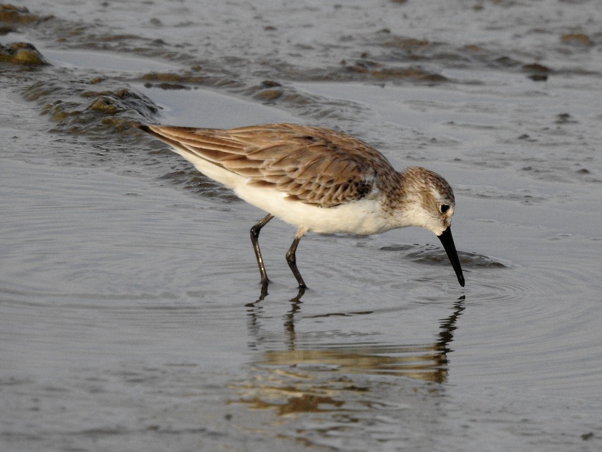 Txirri alaskarra - ML646971444