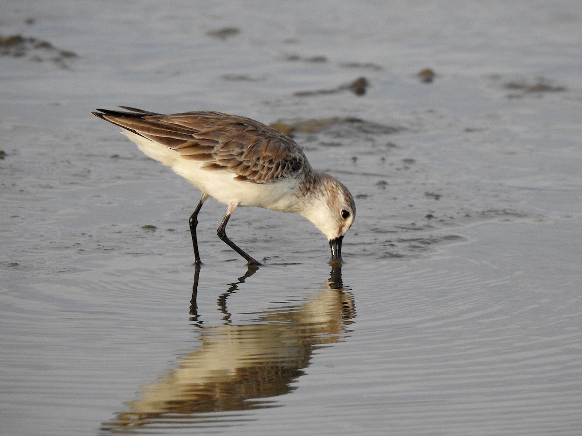 Txirri alaskarra - ML646971445