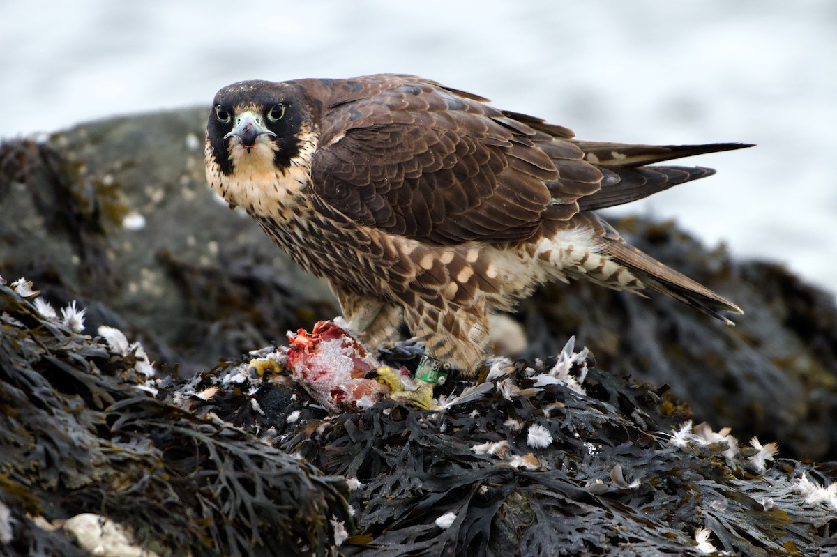 Peregrine Falcon - ML646971447