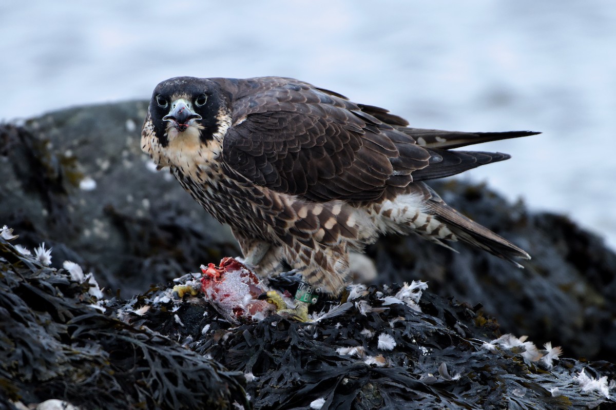 Peregrine Falcon - ML646971449