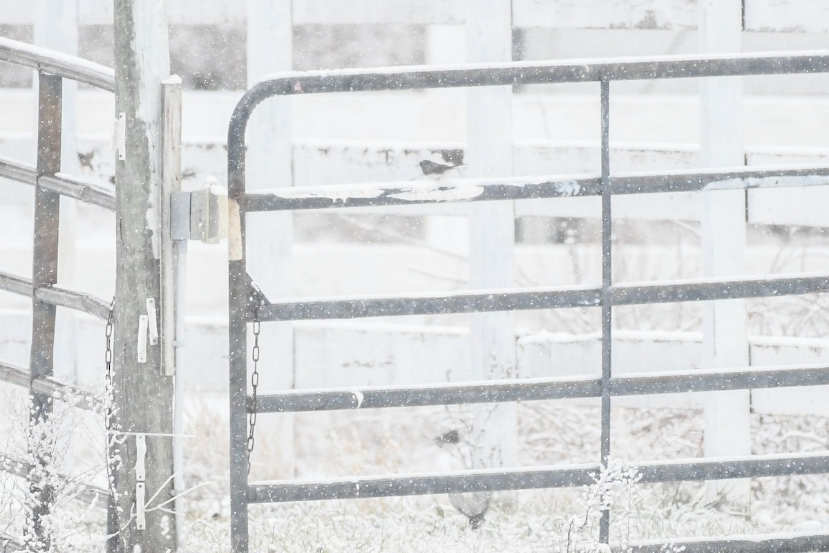 ユキヒメドリ - ML646971450