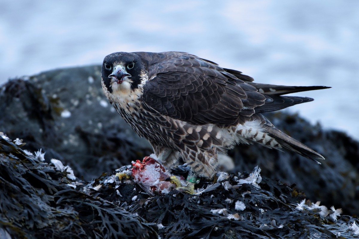 Peregrine Falcon - ML646971456