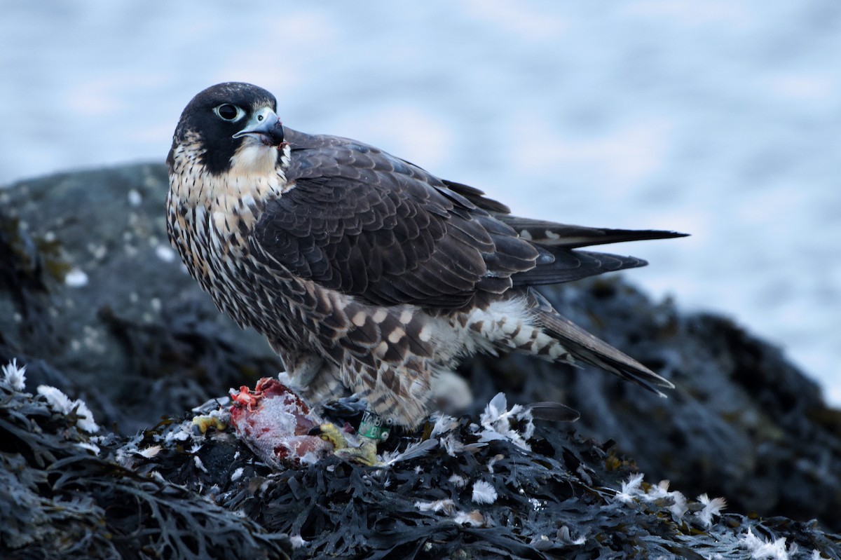 Peregrine Falcon - ML646971459