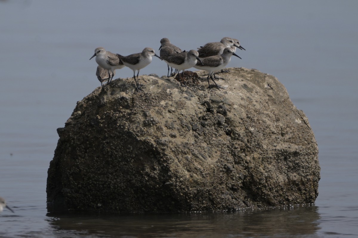חופית מערבית - ML646971462