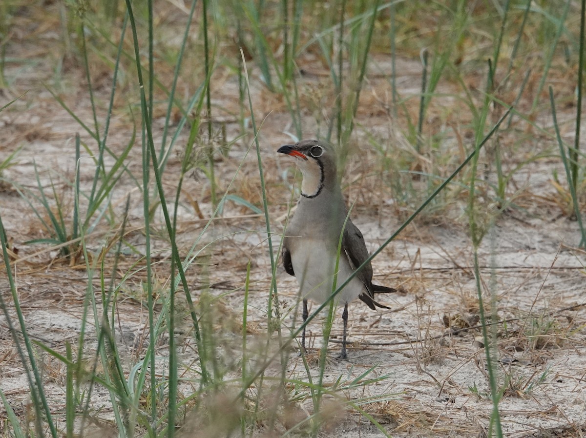 Collared Pratincole - ML646971467