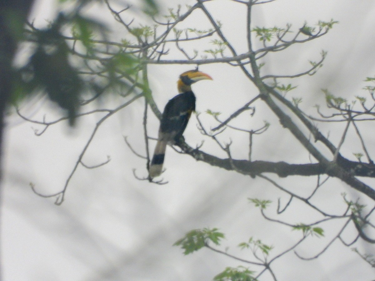 Great Hornbill - ML646971470