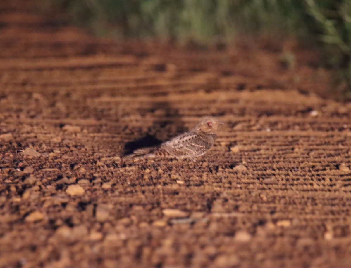 Chuck-will's-widow - ML646971472