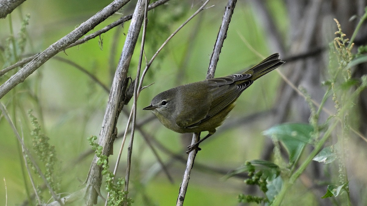 Orange-crowned Warbler - ML646971486