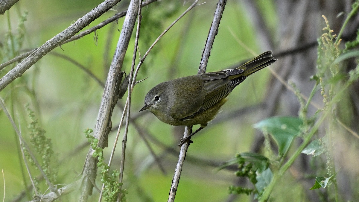 Orange-crowned Warbler - ML646971488