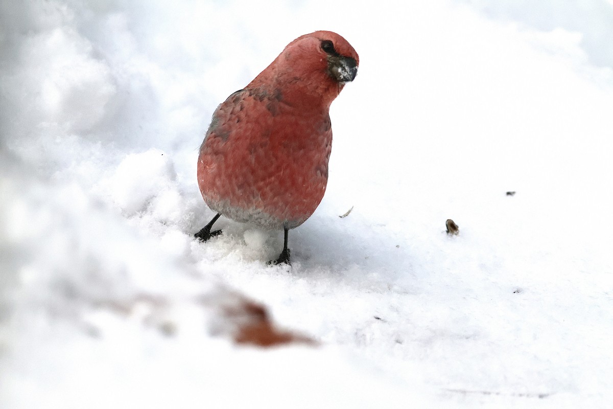Pine Grosbeak - ML646971492