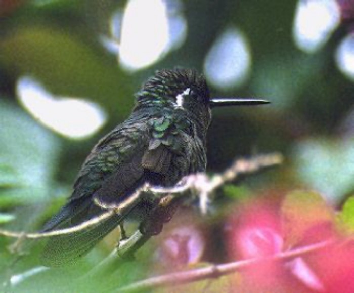 Purple-throated Mountain-gem - ML646971494