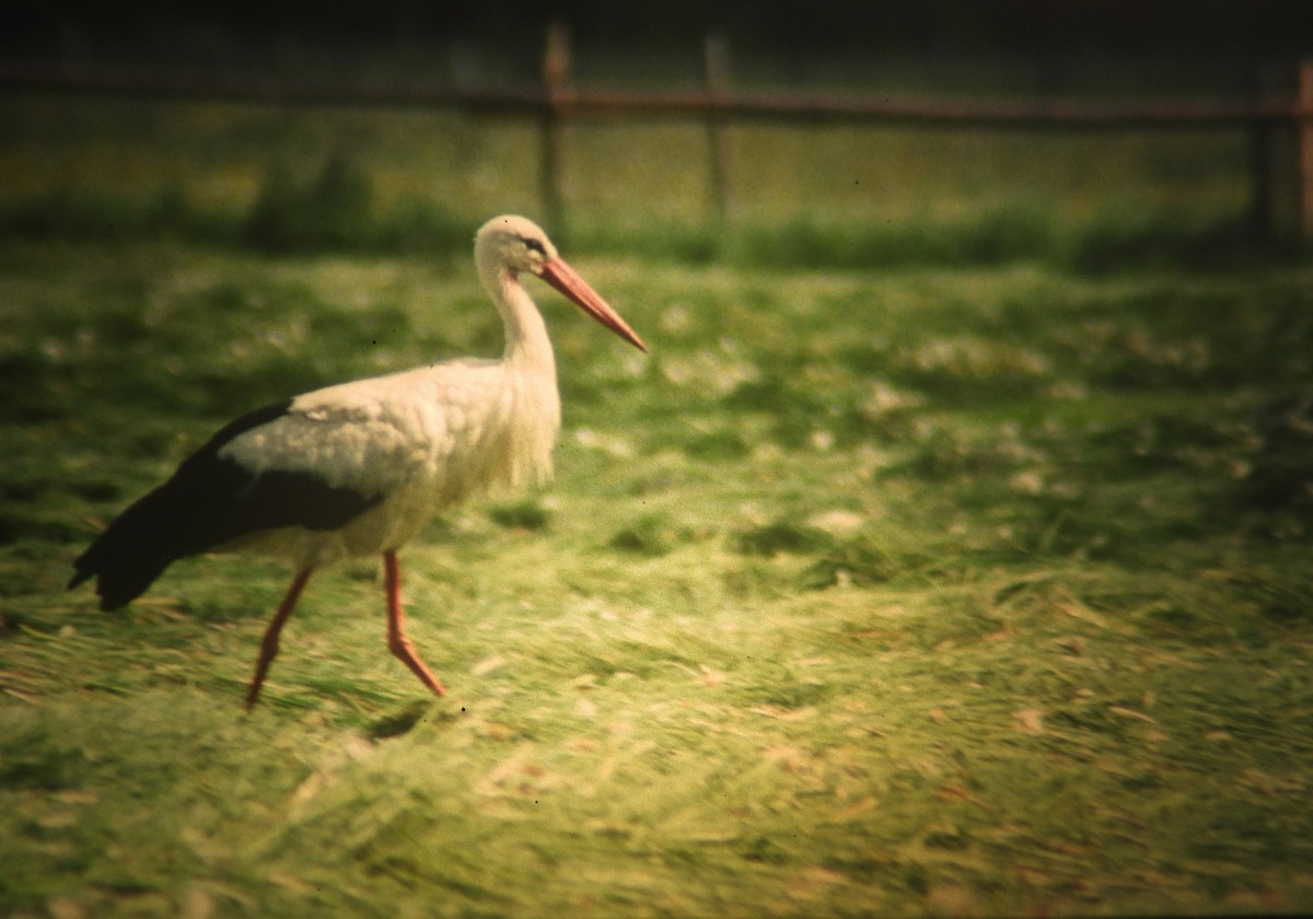 čáp bílý - ML646971500