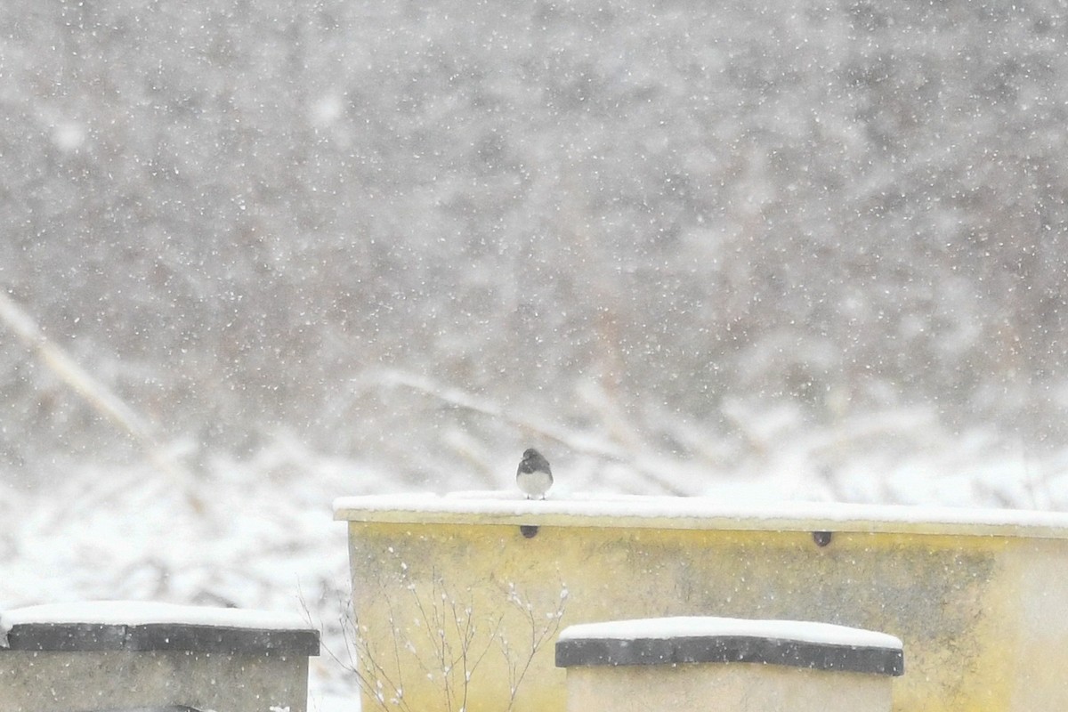 ユキヒメドリ - ML646971501