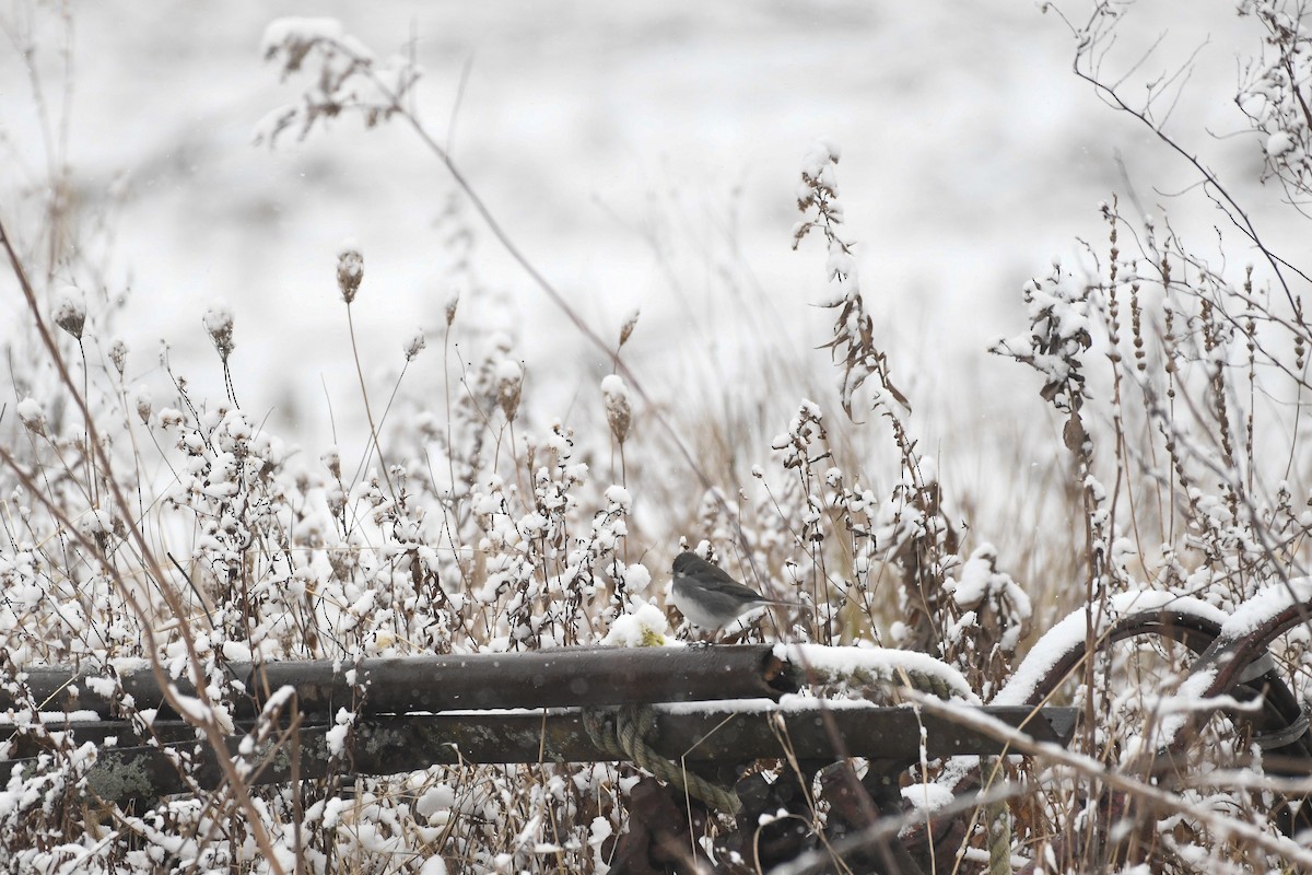 ユキヒメドリ - ML646971502