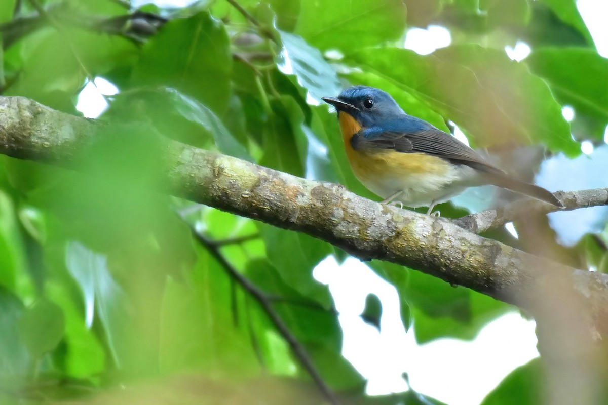 山藍仙鶲 - ML646971504