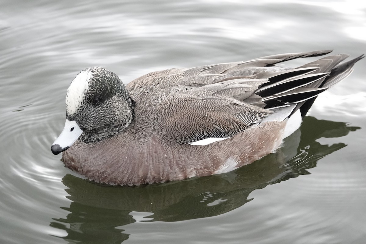 American Wigeon - ML646971505