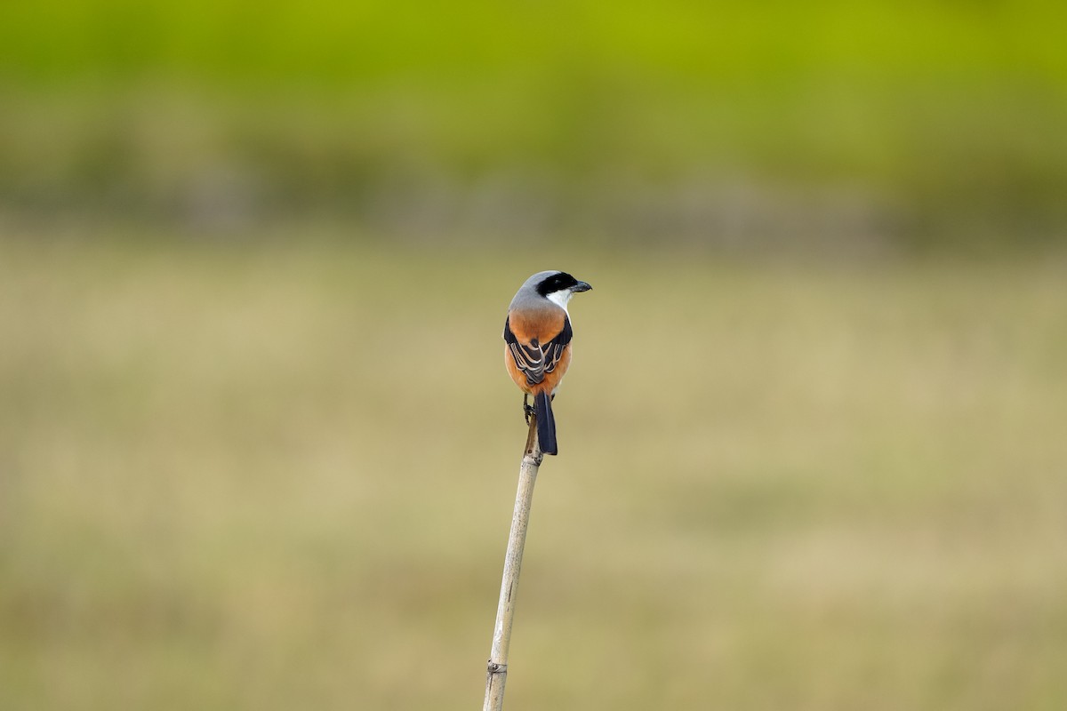 Длиннохвостый сорокопут (schach) - ML646971507