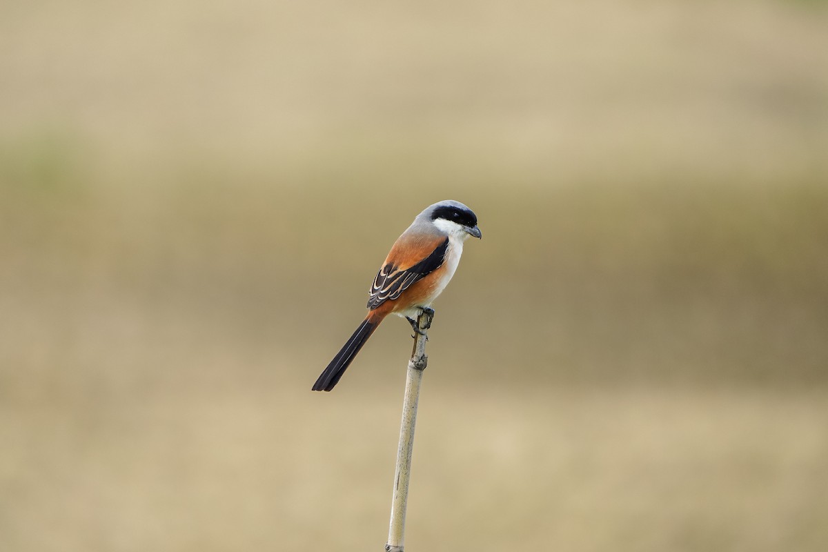 Длиннохвостый сорокопут (schach) - ML646971508