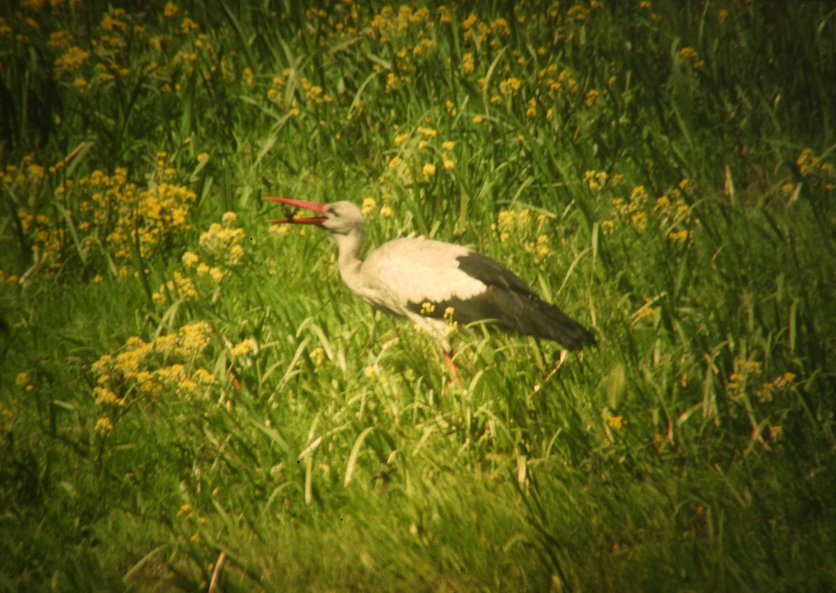 čáp bílý - ML646971509