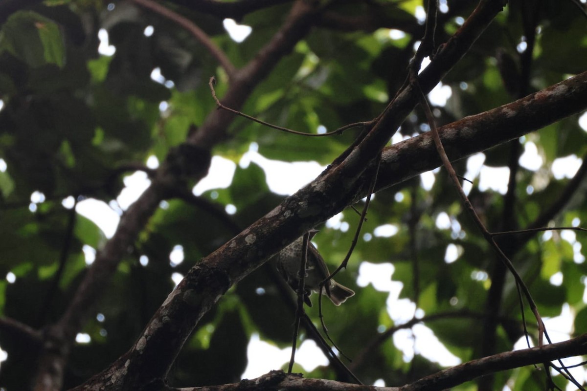 Sharpbill - ML646971511