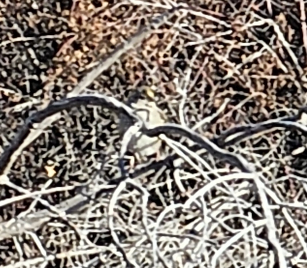 Golden-crowned Sparrow - ML646971513