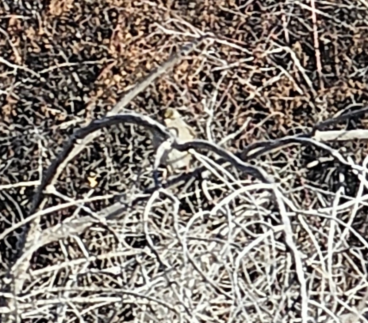 Golden-crowned Sparrow - ML646971514