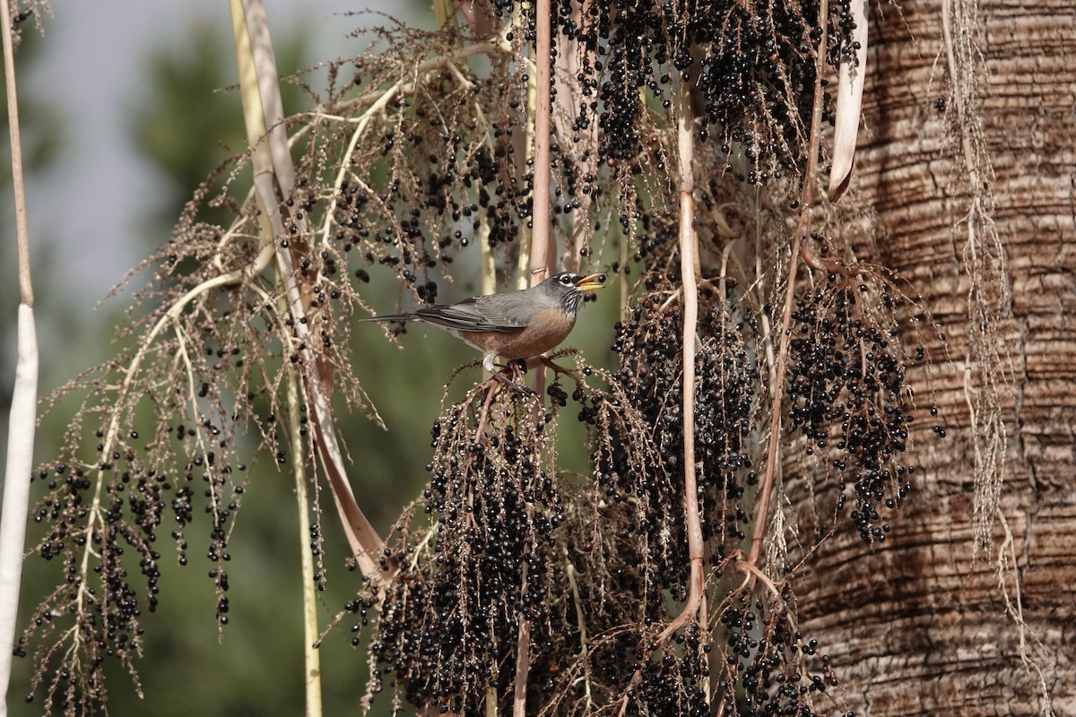American Robin - ML646971516