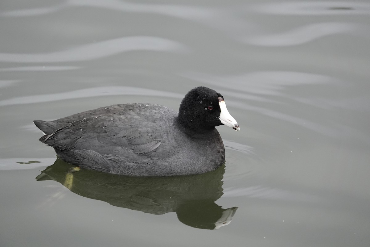 American Coot - ML646971520