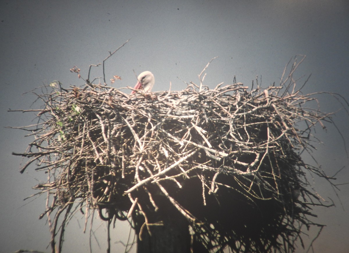 čáp bílý - ML646971521