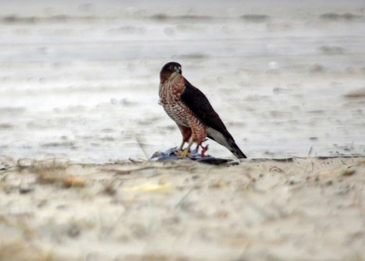 クーパーハイタカ - ML646971525