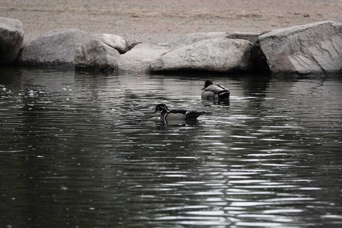 Wood Duck - ML646971546