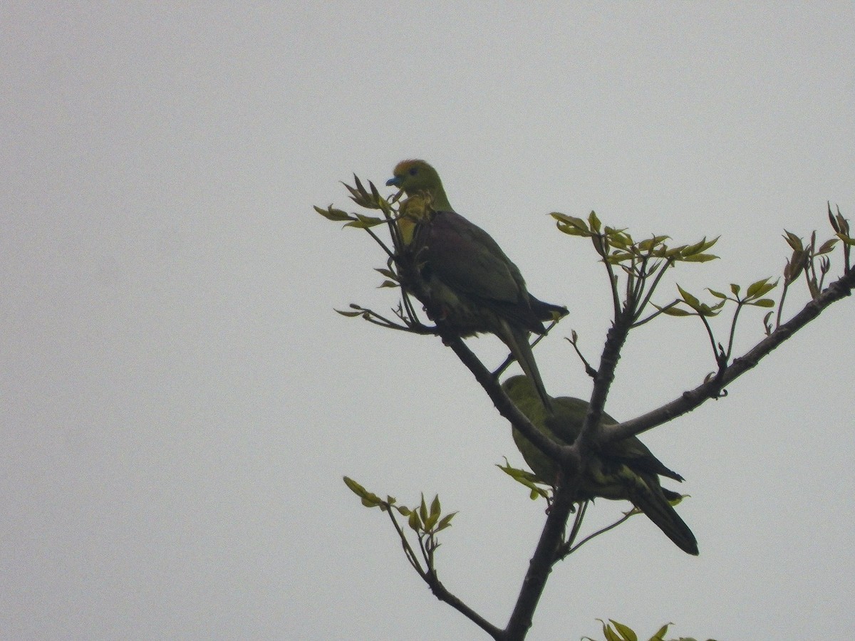 Wedge-tailed Green-Pigeon - ML646971549