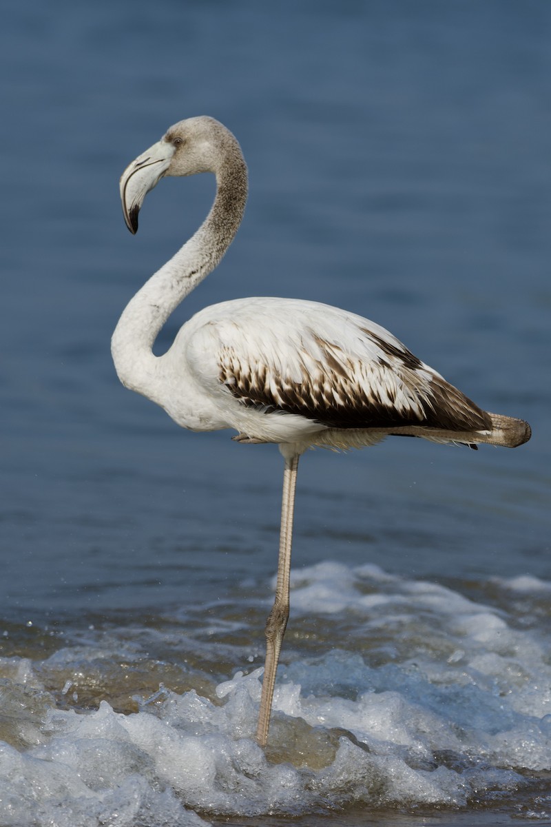 Greater Flamingo - ML646971553