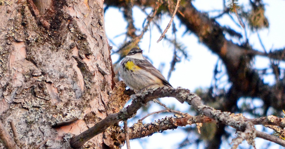 Yellow-rumped Warbler - ML646971554