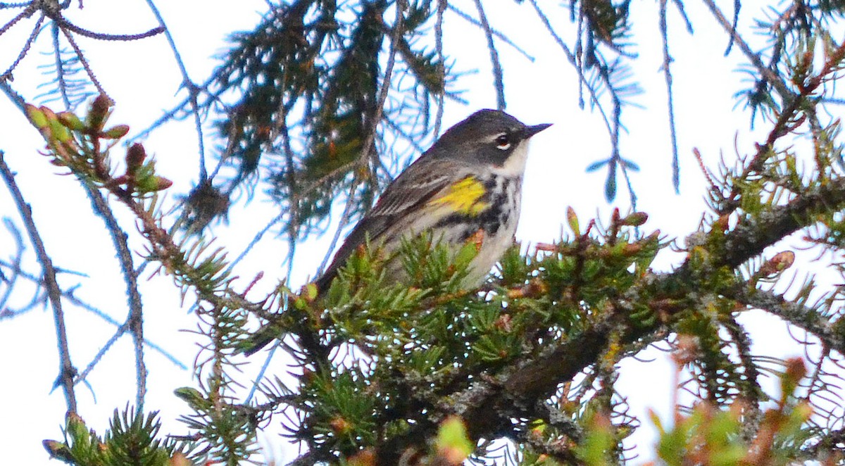 Yellow-rumped Warbler - ML646971555