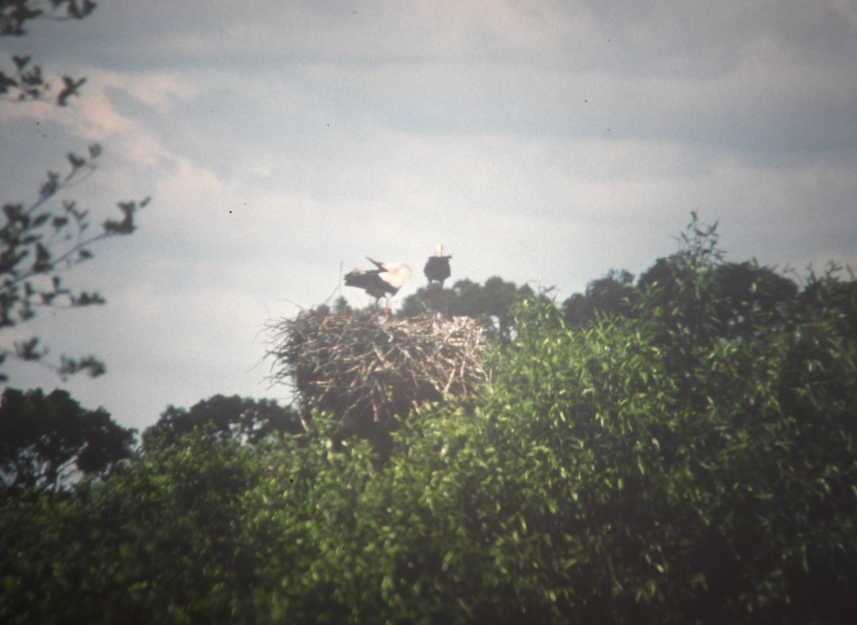 čáp bílý - ML646971559